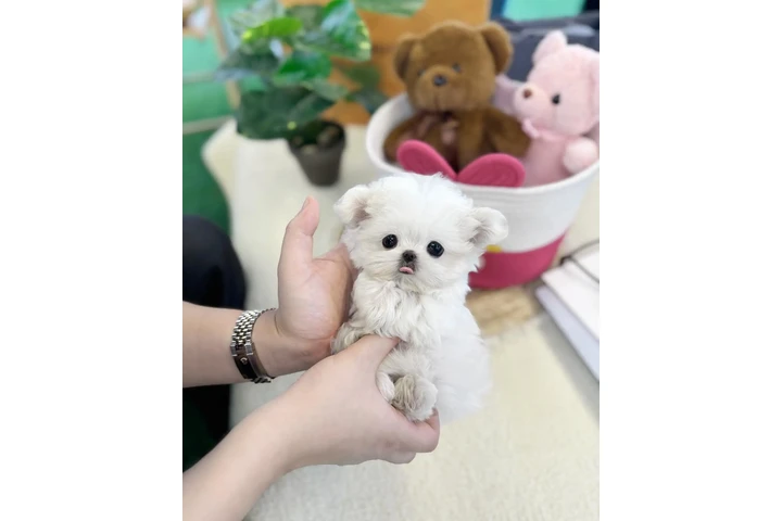 $300 : Pomeranian, maltes, Yorkie image 4