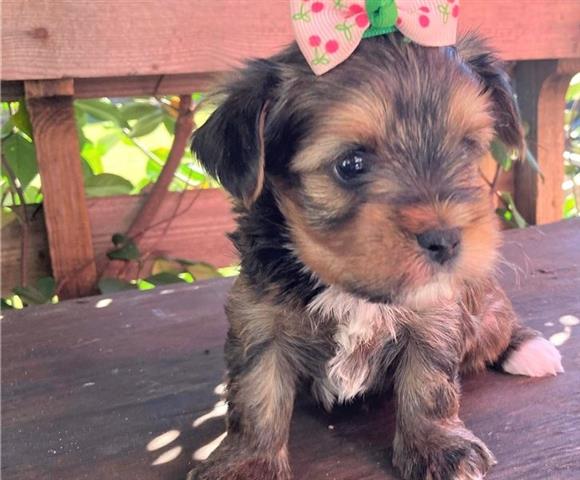 $400 : Lovely Yorkie puppies for adop image 1