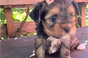 Lovely Yorkie puppies for adop