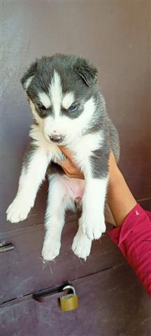 $350 : Navice Siberian Husky puppies image 1