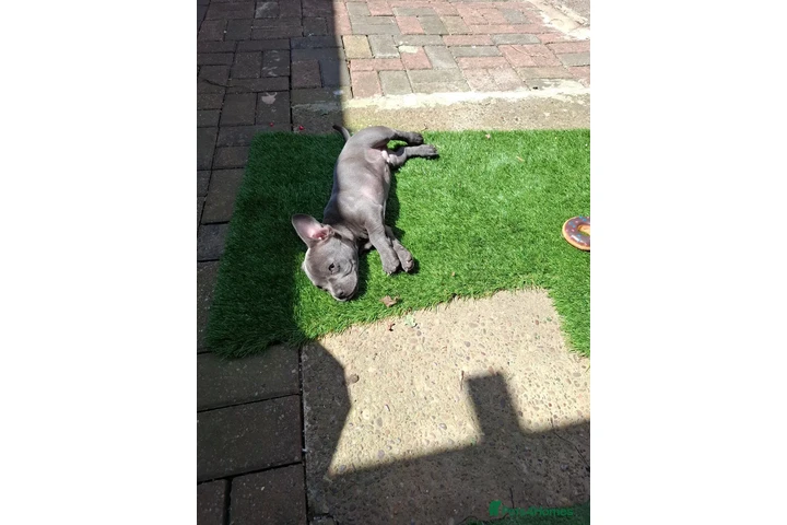 $550 : French Bulldog Staffy Cross image 4