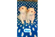 Malti-poo puppies