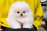 Pomeranian puppies and French