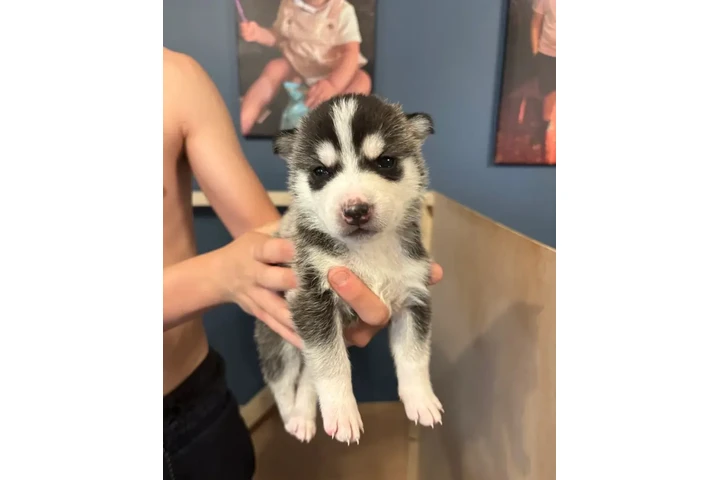 Cachorros husky! image 3