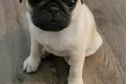 $500 : Puppys Pug thumbnail