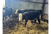 $350 : 6 F1 Wagyu Cow–Calf Pairs thumbnail