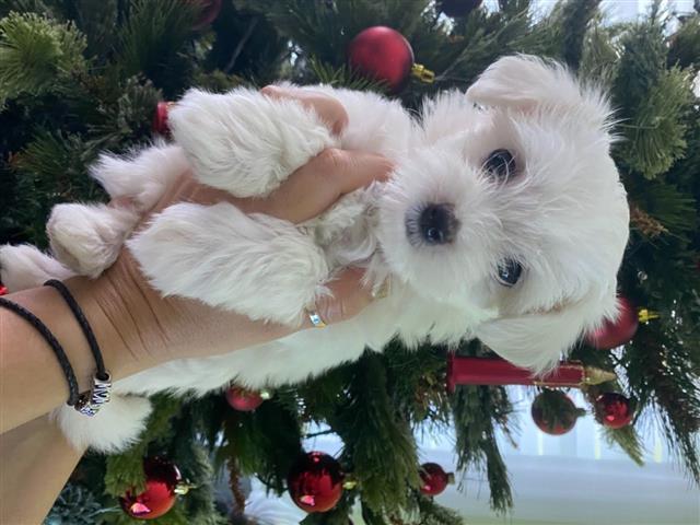 $466 : cute maltese puppies. image 3