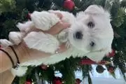 $466 : cute maltese puppies. thumbnail