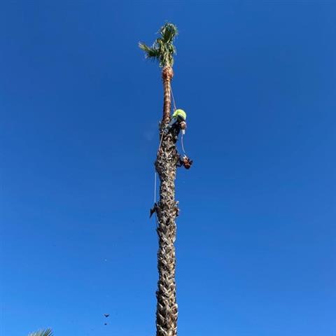 Sanchez Tree Service image 4