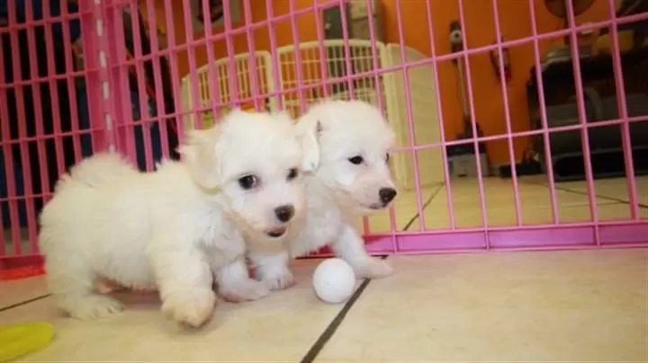 $350 : Cachorros de taza de té maltés image 1