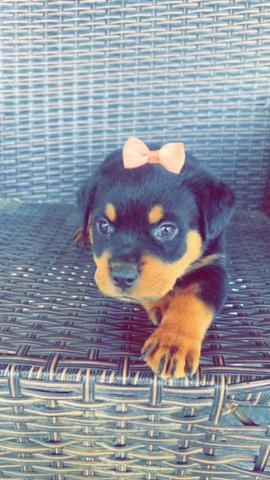 $650 : Perrita Rottweiler image 1