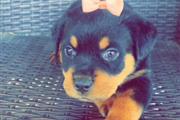 $650 : Perrita Rottweiler thumbnail