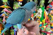 $300 : MARY Quaker parrots thumbnail