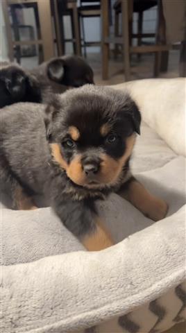 $550 : Perritos Rottweiler image 1