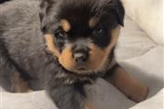 $550 : Perritos Rottweiler thumbnail