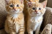 Healthy And Cute Kittens