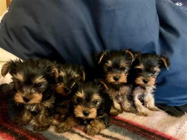 $280 : Cachorros Yorkie para reubicar image 1