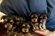 Cachorros Yorkie para reubicar en Montana