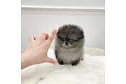 $200 : Pomerania puppies thumbnail