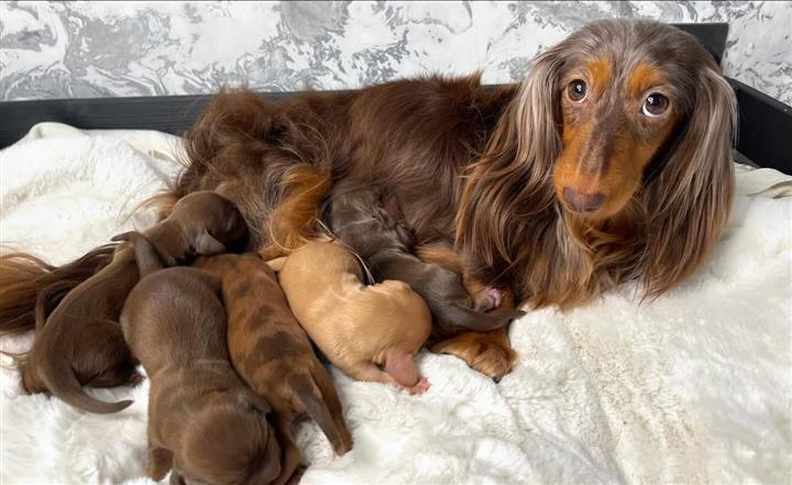 $500 : Miniature Dachshund puppies image 5