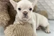 $200 : French bulldog thumbnail