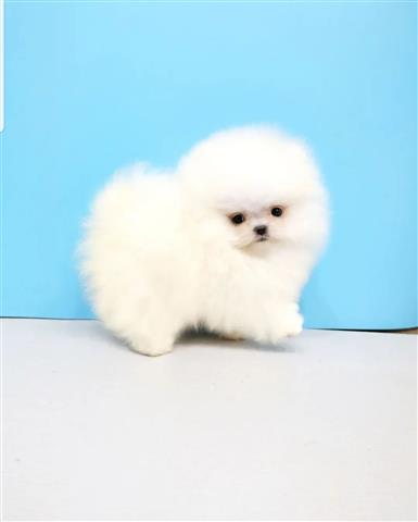$300 : Lovely pomeranian puppies image 1