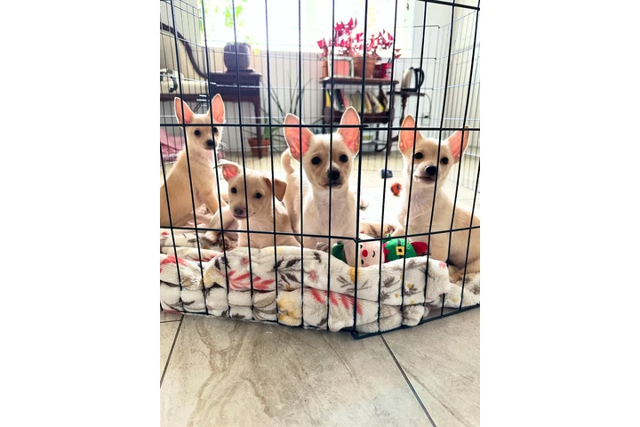 $600 : Chihuahua image 4