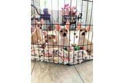 $600 : Chihuahua thumbnail
