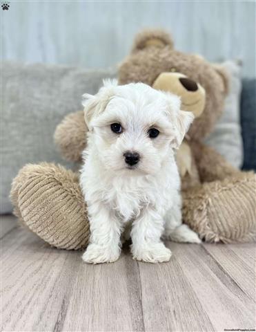 $160 : New Born Pure Maltese Puppies image 2