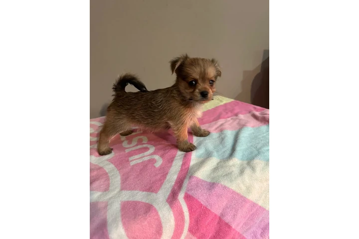 🐶 PERRITOS EN VENTA 🐶 image 3