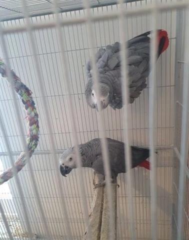 $100 : 😘 sweet baby grey parrots 😘 image 1