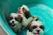 $500 : Cachorros Shih Tzu entrenados3 thumbnail