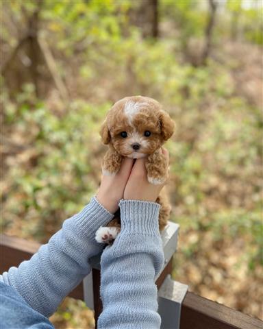 $350 : Maltipoo image 2