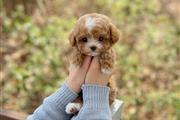 $350 : Maltipoo thumbnail