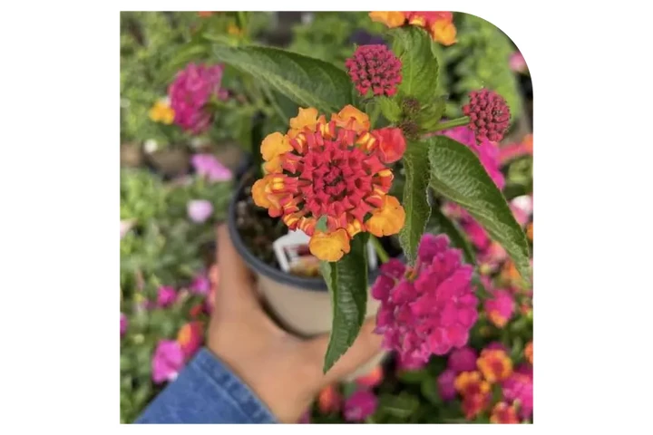 VIVERO image 4