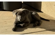 $150 : Lab mix puppies thumbnail