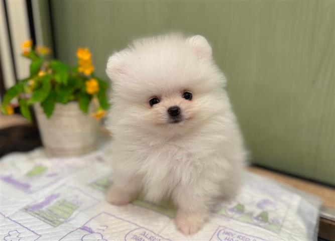 $310 : Cachorro de Pomerania image 1