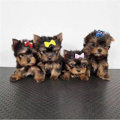 $500 : Cachorros de Yorkie image 2