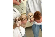 Mini Maltipoo Poodle Cachorros