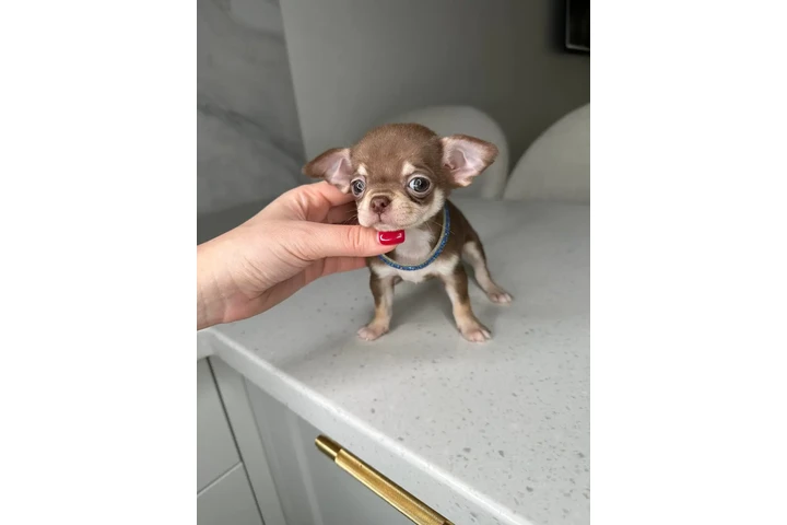 $250 : Teacup Chihuahua puppies image 7