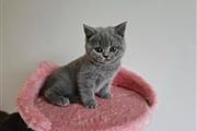 British Shorthair Kittens en San Jose