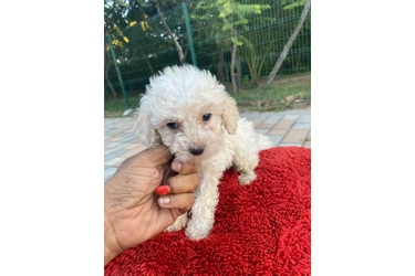 Maltes-poodlw en Los Angeles