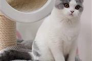 $500 : Lindos gatitos persas disponib thumbnail