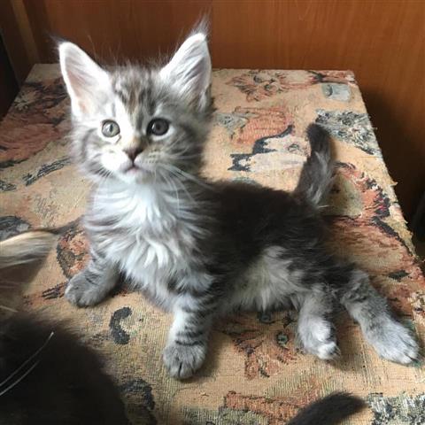 $250 : Cute Maine Coon kittens image 2