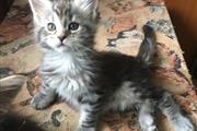 $250 : Cute Maine Coon kittens thumbnail