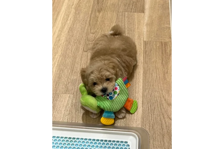 $350 : cachorros Maltipoo image 7