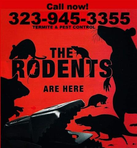 RODENTS CONTROL NEAR ME 24/7 image 8
