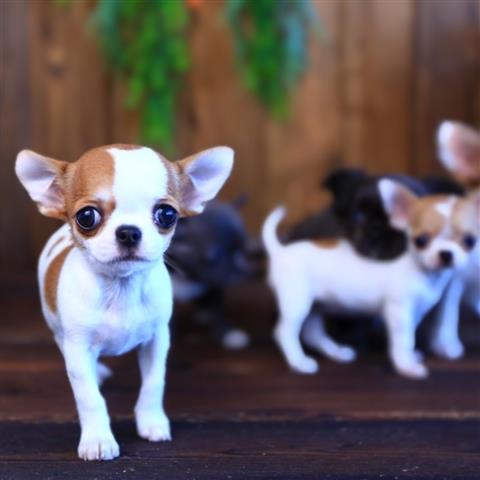 $250 : Chihuahua puppies for sale image 9