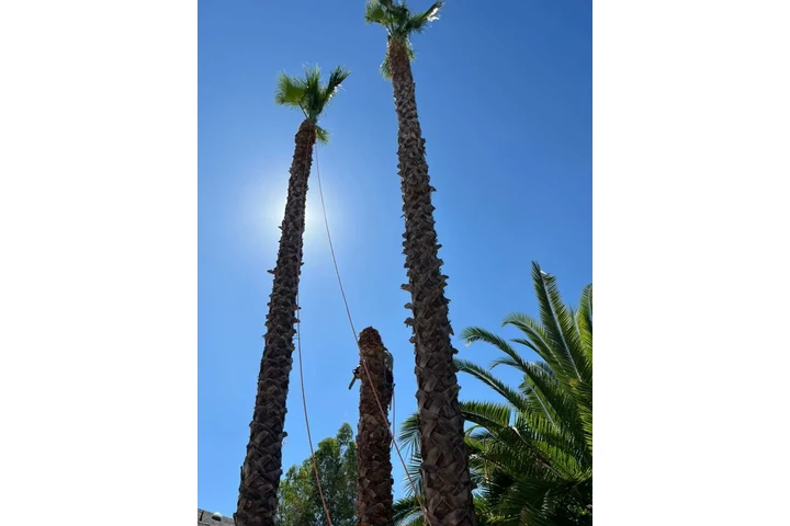MartinTree ServicesLandscaping image 3