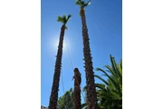 MartinTree ServicesLandscaping thumbnail
